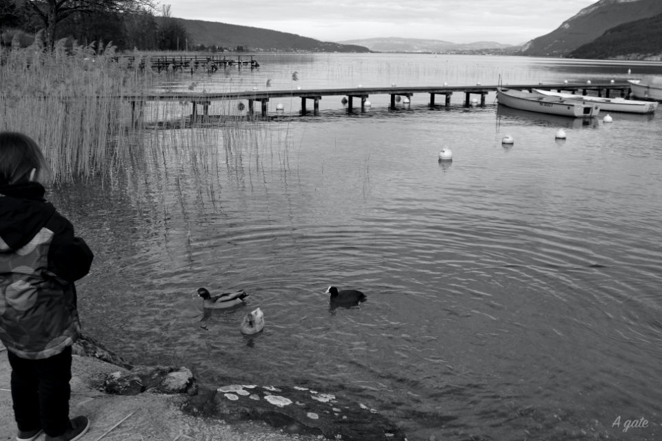 Fillette qui nourrit les canards