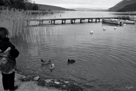 Fillette qui nourrit les canards