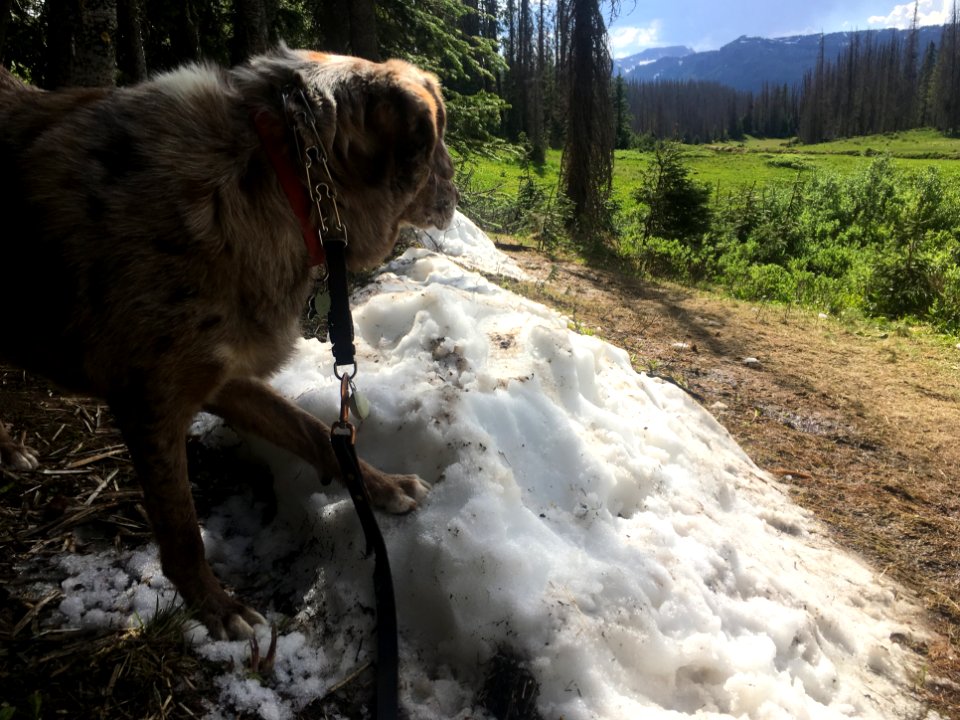 Snow Here, Snow There...