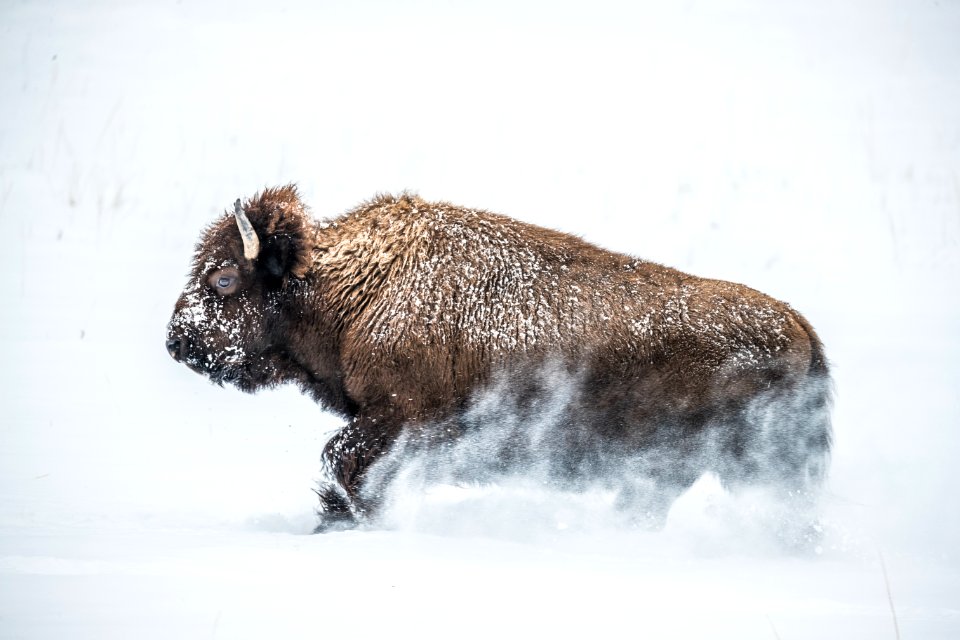 2019 Yellowstone -Bison (27)
