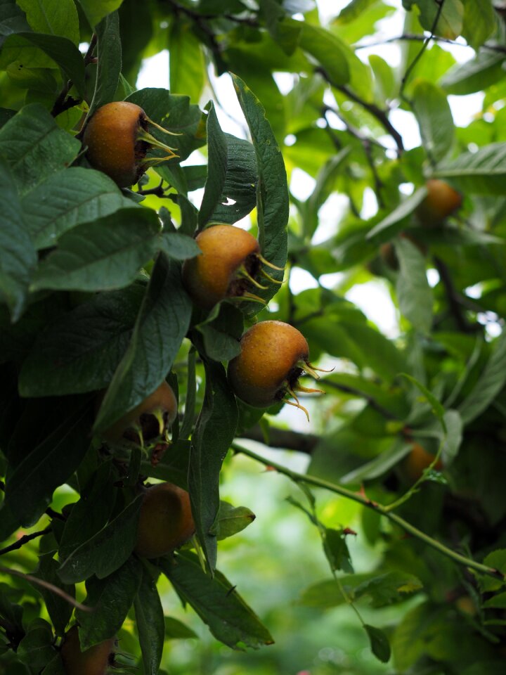 Edible real medlar kernobstgewaechs
