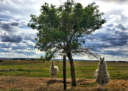 Llama Llama