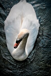 Nature bird water