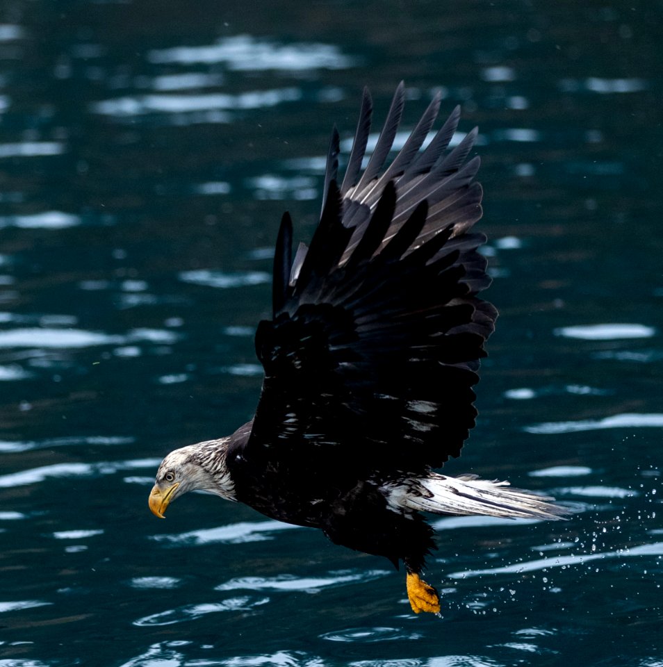 2020 Bald Eagles vicinity Homer, Alaska (112)