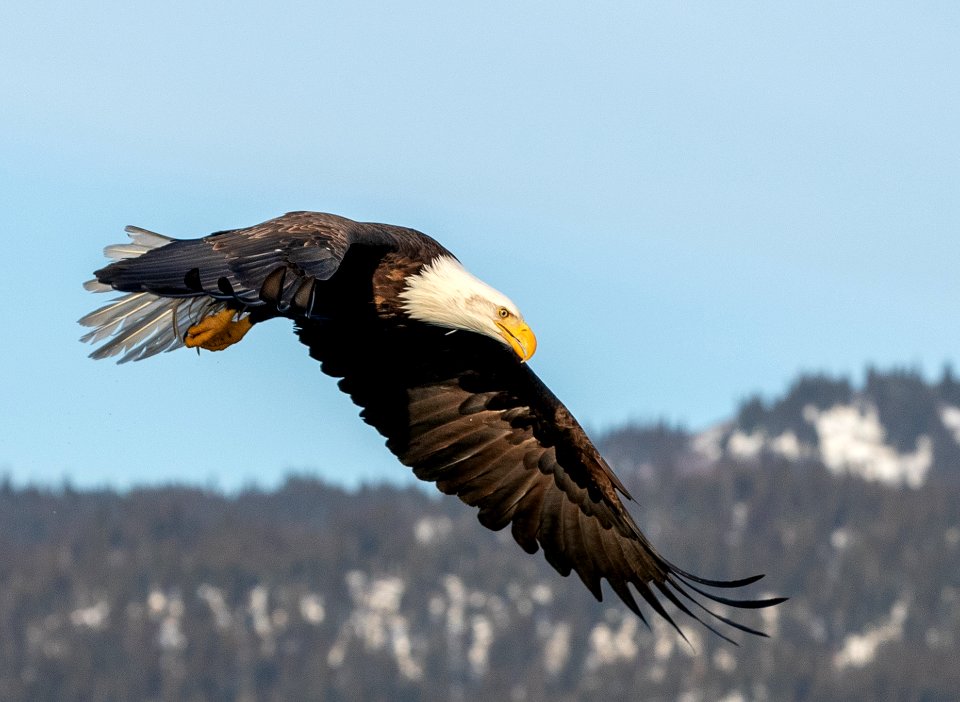 2020 Bald Eagles in Flight, vic Homer, Alaska (22)