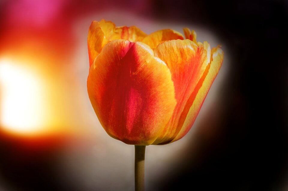 Bloom orange red schnittblume