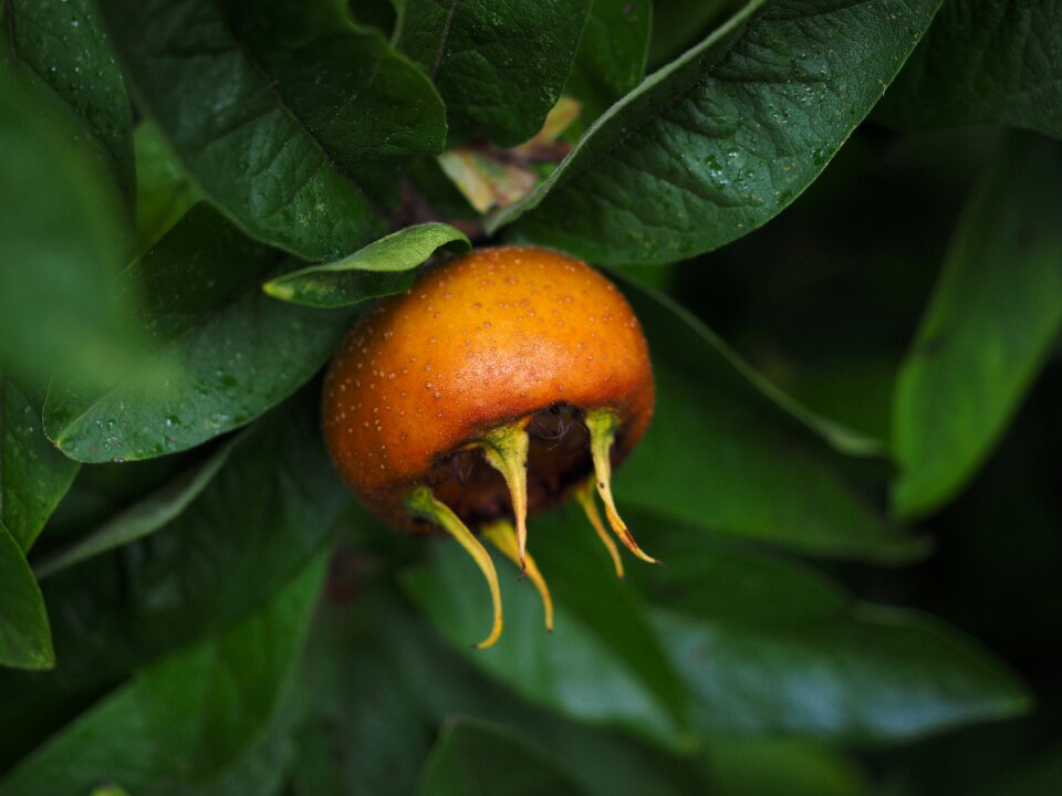 Edible real medlar kernobstgewaechs