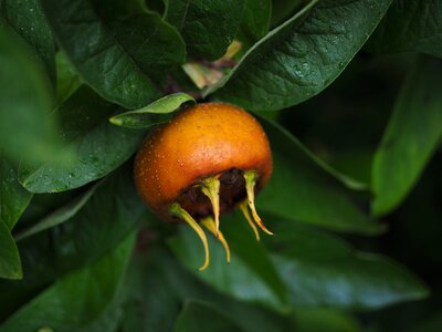 Edible real medlar kernobstgewaechs