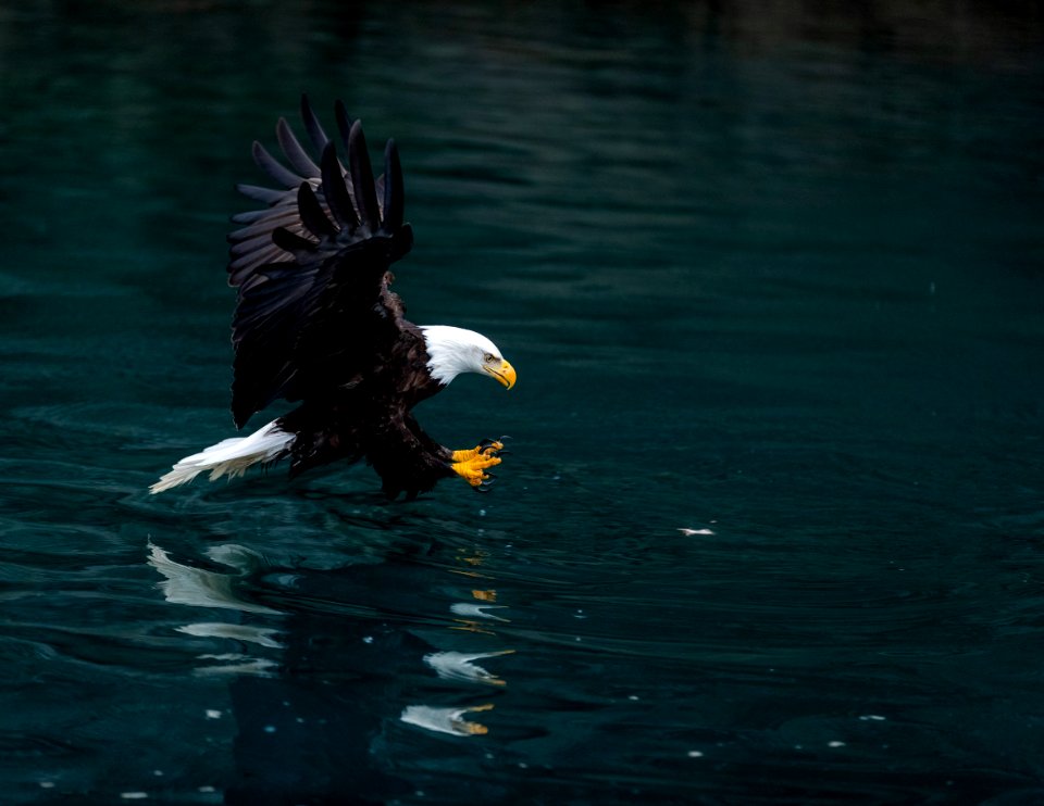 2020 Bald Eagles Going after Fish (19)