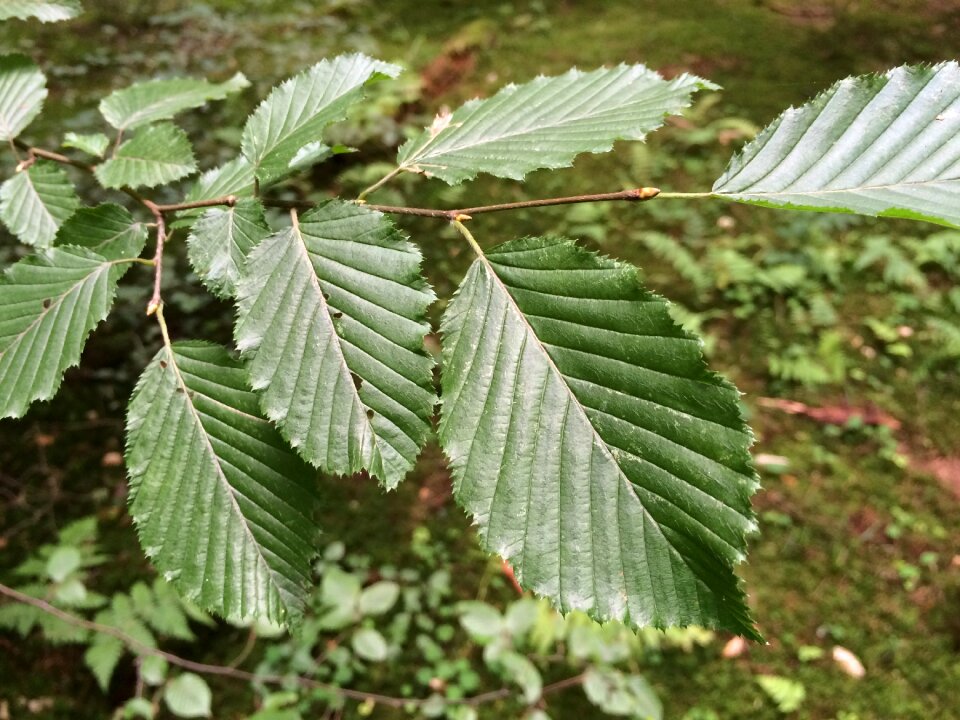Nature plant green