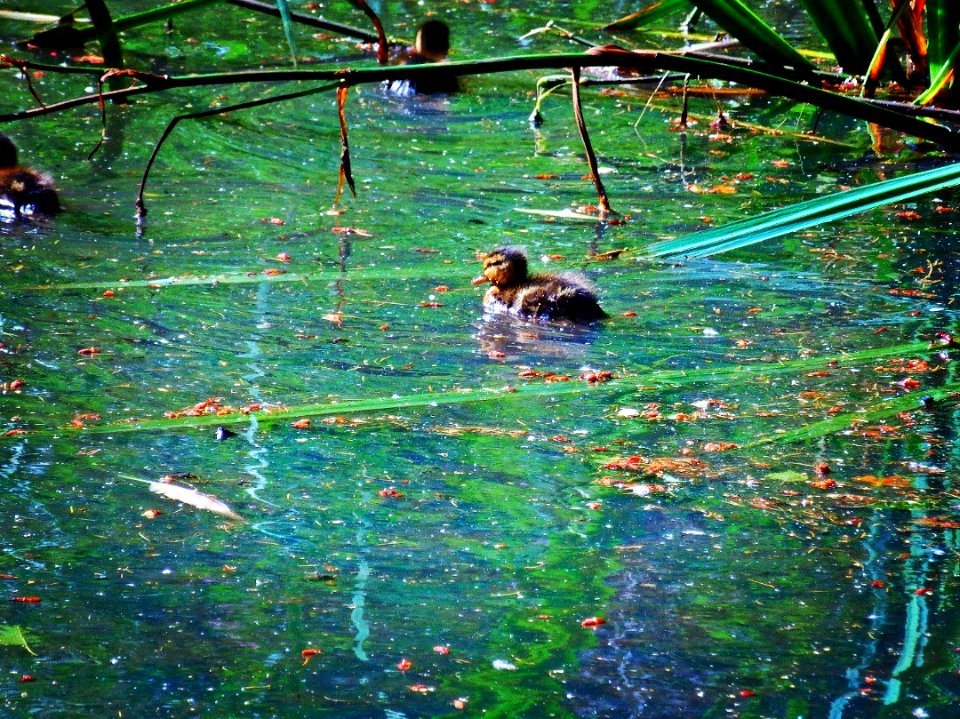 Baby duck swimming in a pond