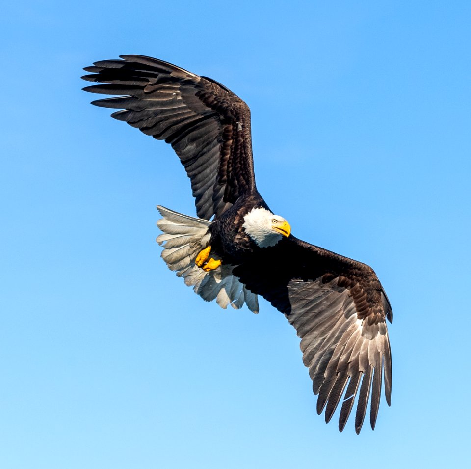 2020 Bald Eagles in Flight, vic Homer, Alaska (25)