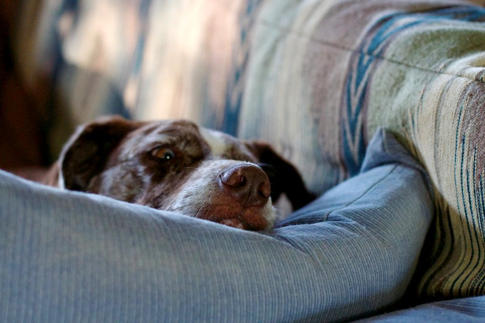 I Need More Pillows. Stat.