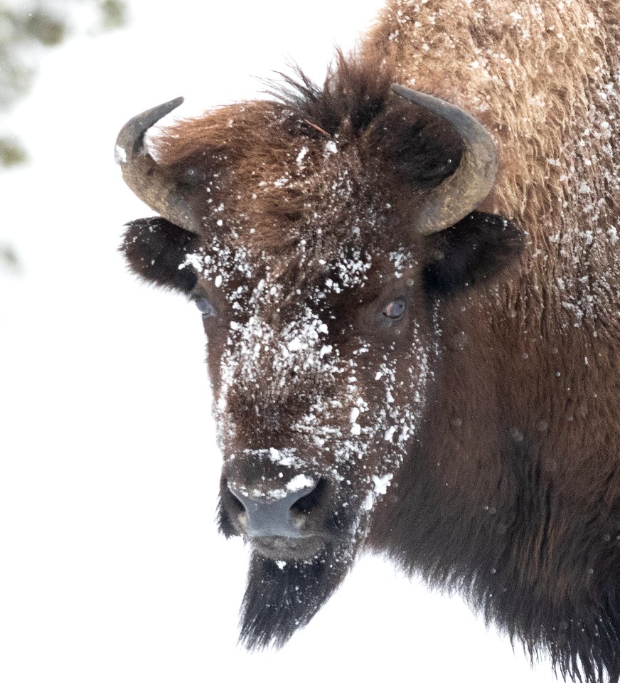 2019 Yellowstone -Bison (2)