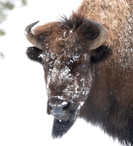 2019 Yellowstone -Bison (2)