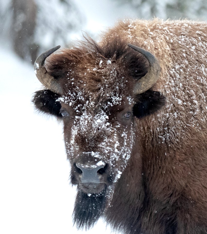 2019 Yellowstone -Bison (5)