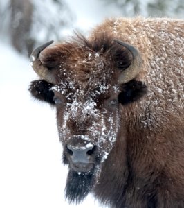 2019 Yellowstone -Bison (5)