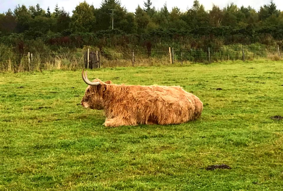 Heilan' coo