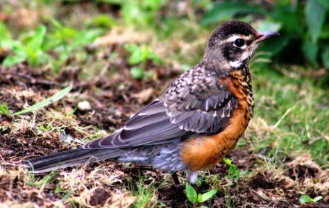 bird Quequechan River Rail Trail Fall River MA
