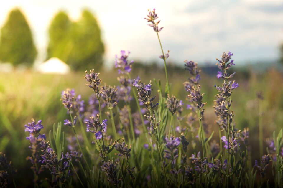 Lavender violet summer