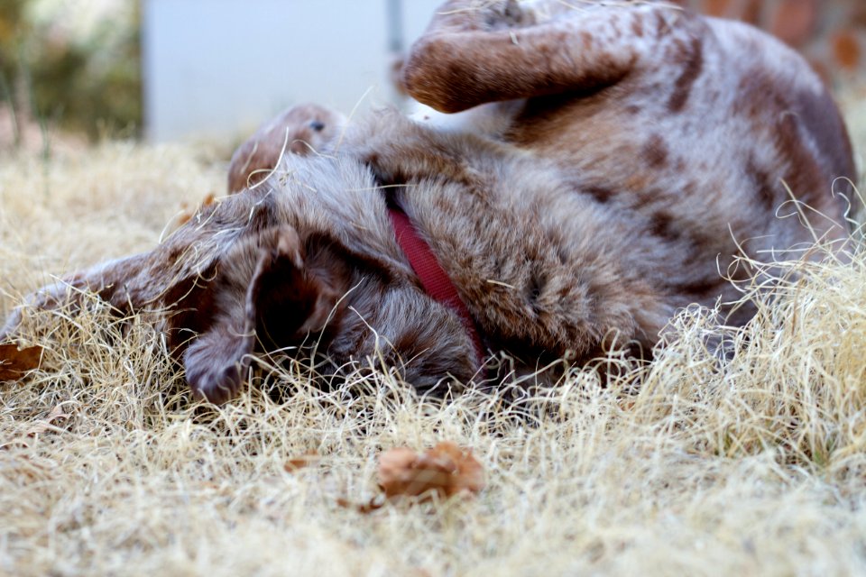 2018/365/91 Nothing Like a Good Grass Roll