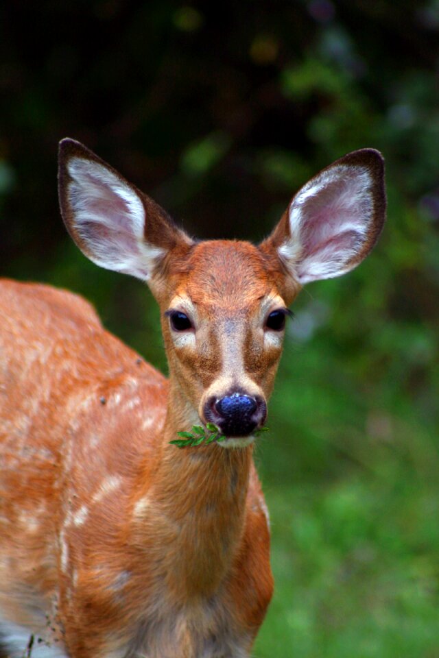 Animal wild mammal