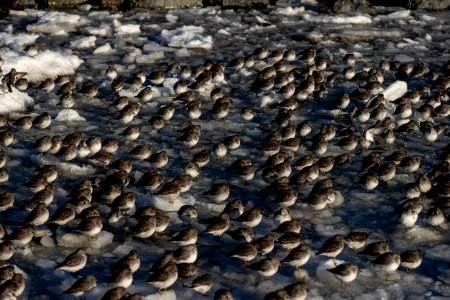 2020 Bald Eagles in and around Homer, Alaska (66)