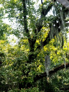 20180823 New Orleans, Alligator trail boat