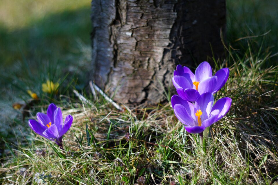Blossom bloom flower