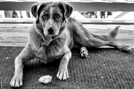 2016/366/130 Dog + Bone photo