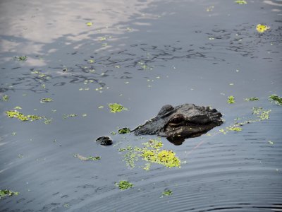 20180823 New Orleans, Alligator trail boat
