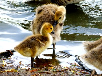 Duck Showing Love To A Small And Adorable Young Baby Duck
