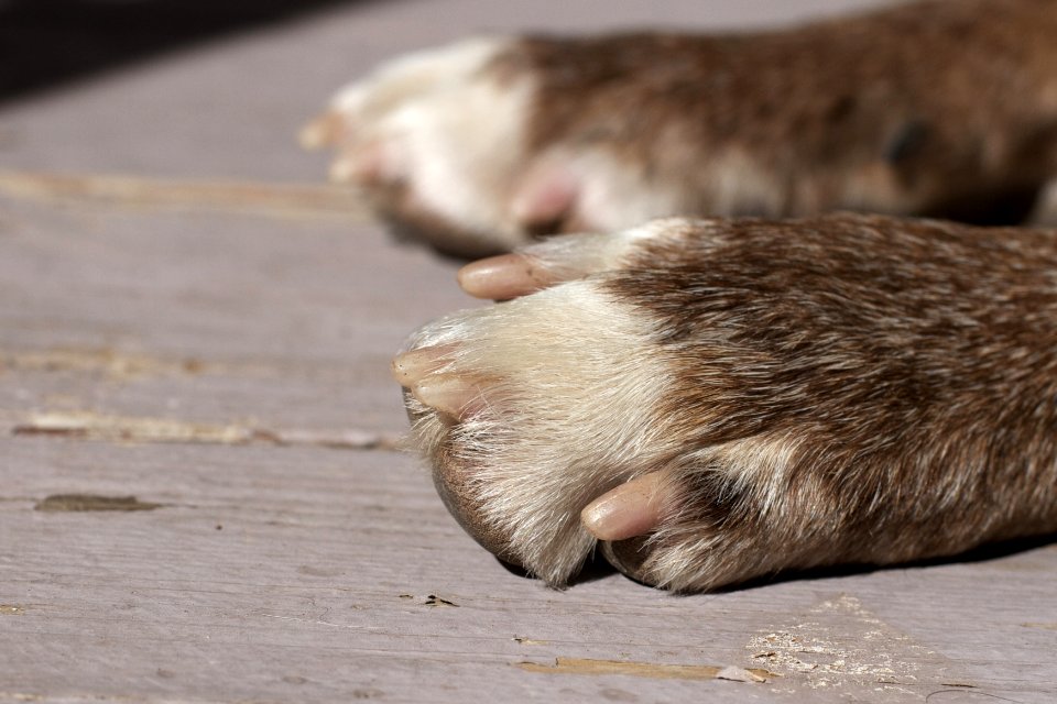 Let's Put This on Paws