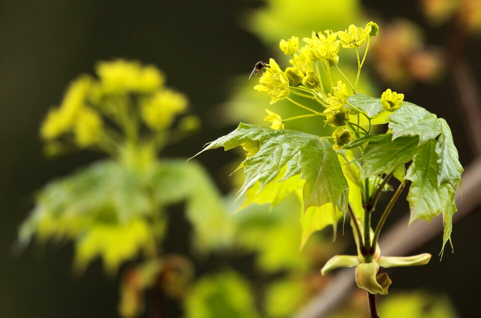 Flower insect leaf