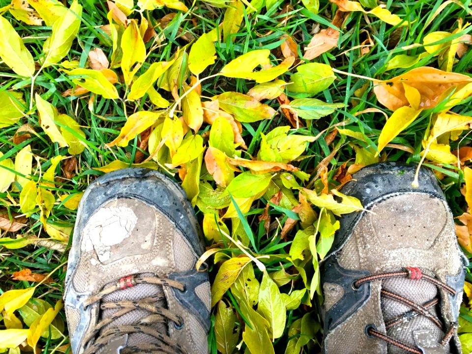 Leaf Carpet in the Yard