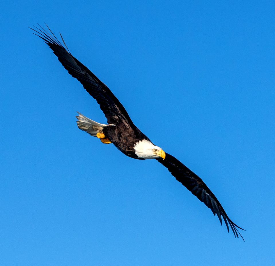 2020 Bald Eagles in and around Homer, Alaska (53)