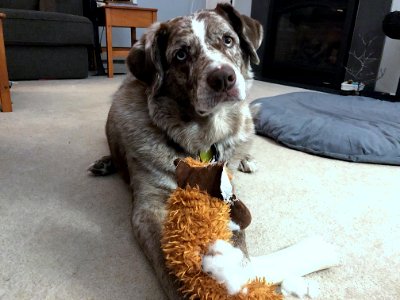 Yes, I Tore Apart the Stuffed Moose
