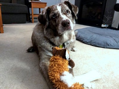 Yes, I Tore Apart the Stuffed Moose photo