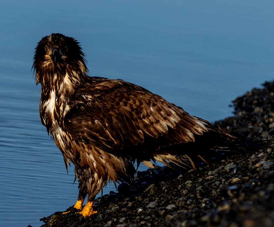 2020 Juvenile Bald Eagles (24)