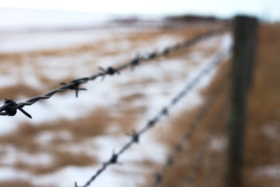 All Along the Fence Line