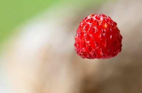 Red plant fruits photo