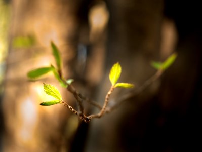 Sprouts. photo