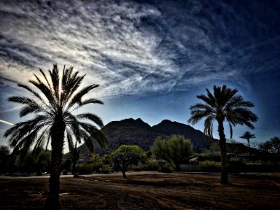 2018/365/83 Camelback Mountain Through Two [not ferns] Palms