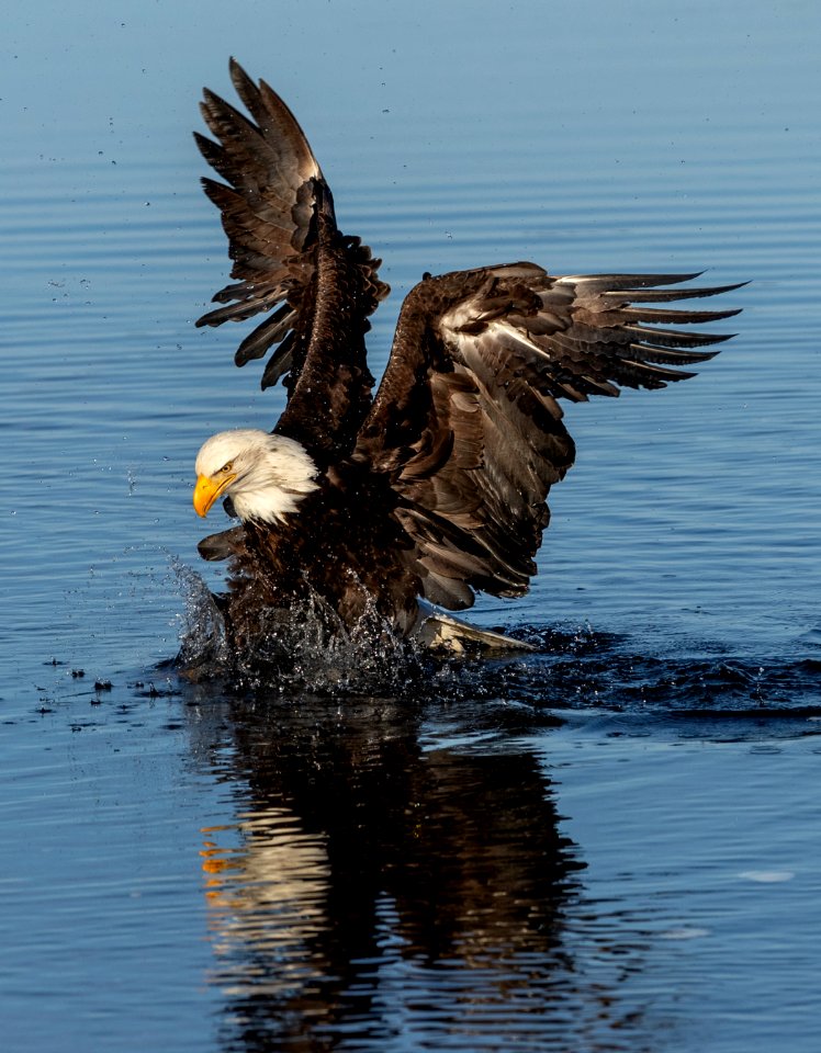 2020 Bald Eagles Going after Fish (26)