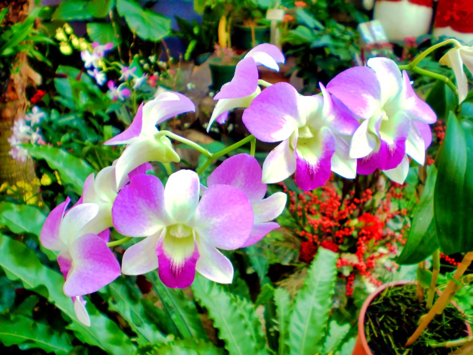 (2009-01-01)香港公園-16