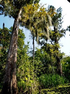 20180823 New Orleans, Alligator trail boat