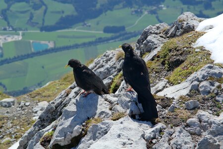 Birds mountains nature photo