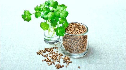 coriander-cilantro-seeds-herb-1296x728-header-1296x728 photo