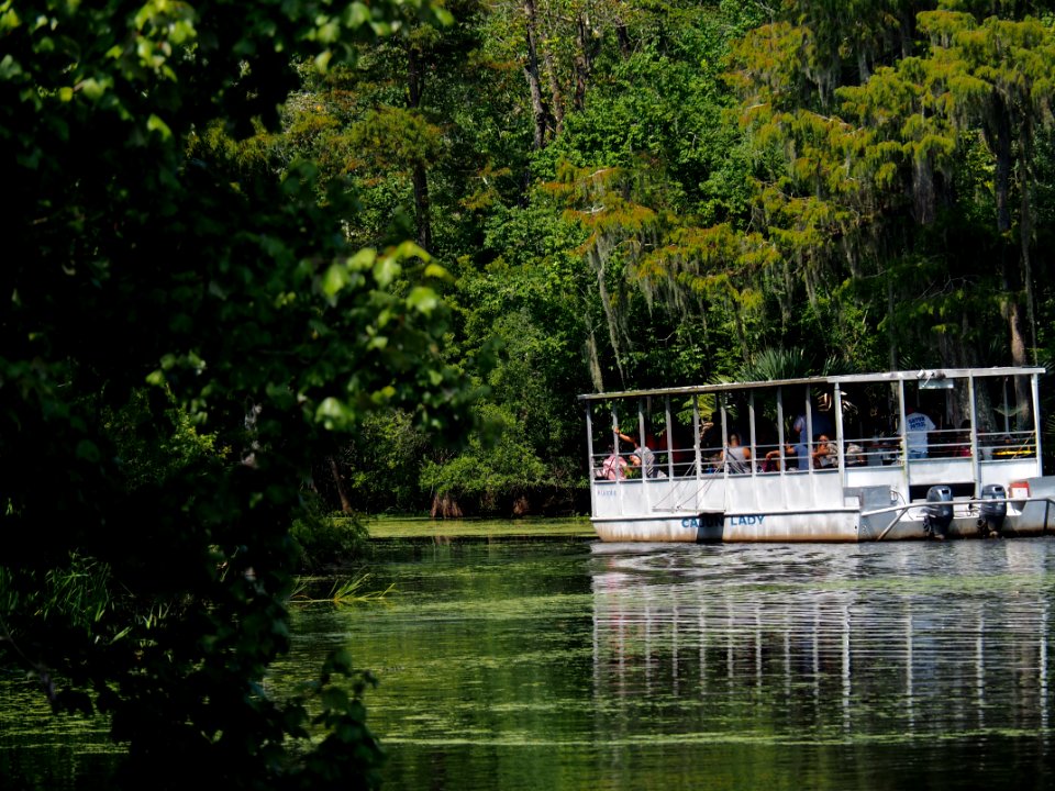 20180823 New Orleans, Alligator trail boat