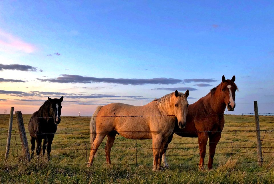 The Neopolitan Horses